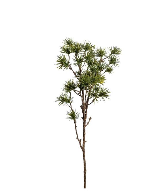 Hovedbilde Lerkekvist 60 cm